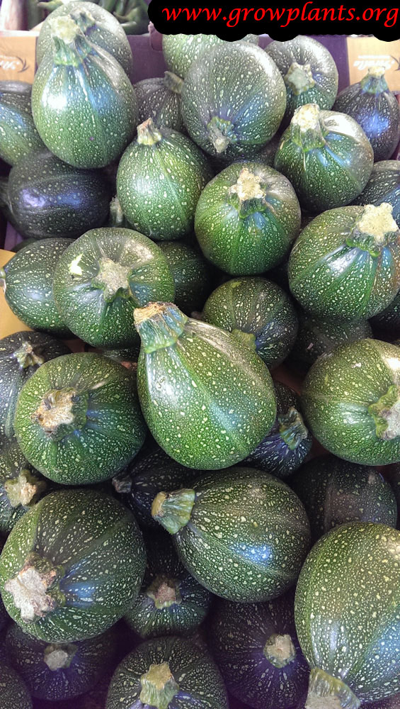 Round Zucchini plant