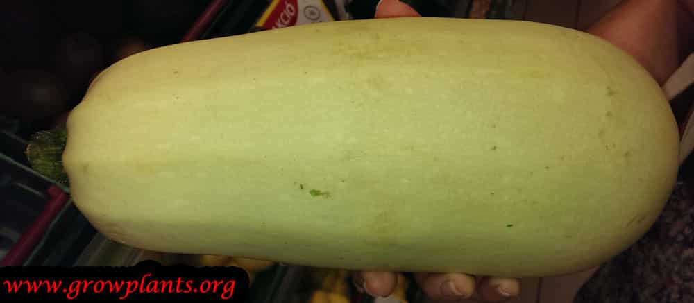 Huge Zucchini plant