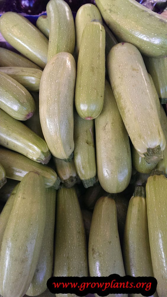 Zucchini plant grow & care