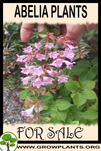 Abelia for sale