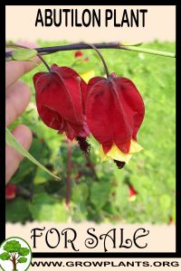 Abutilon for sale