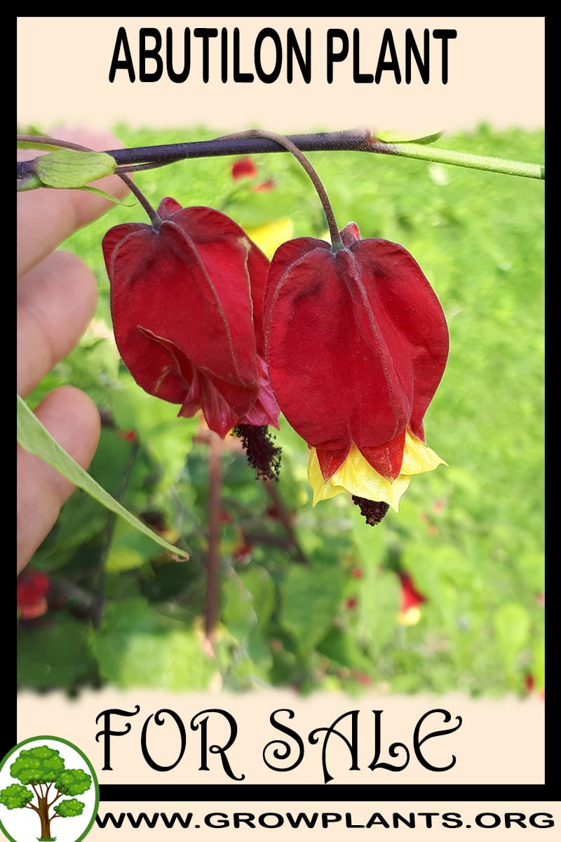 Abutilon for sale