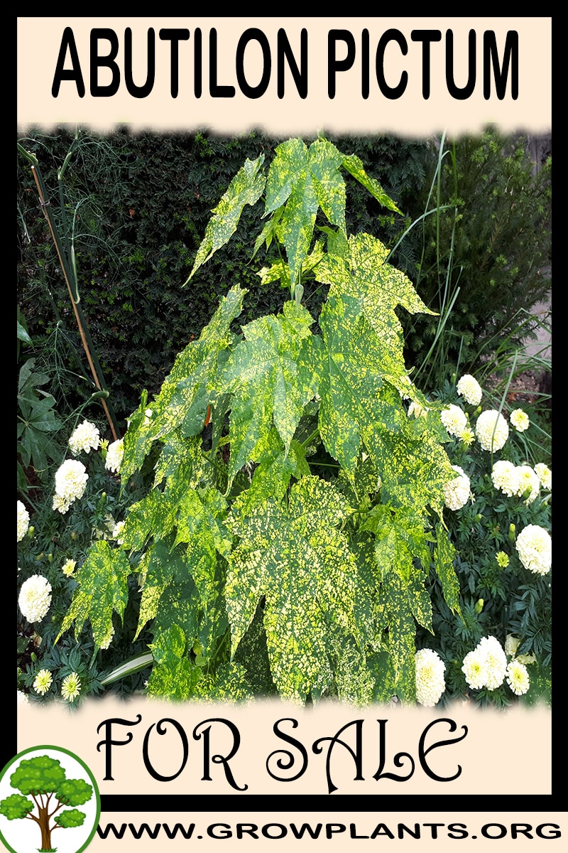Abutilon pictum for sale