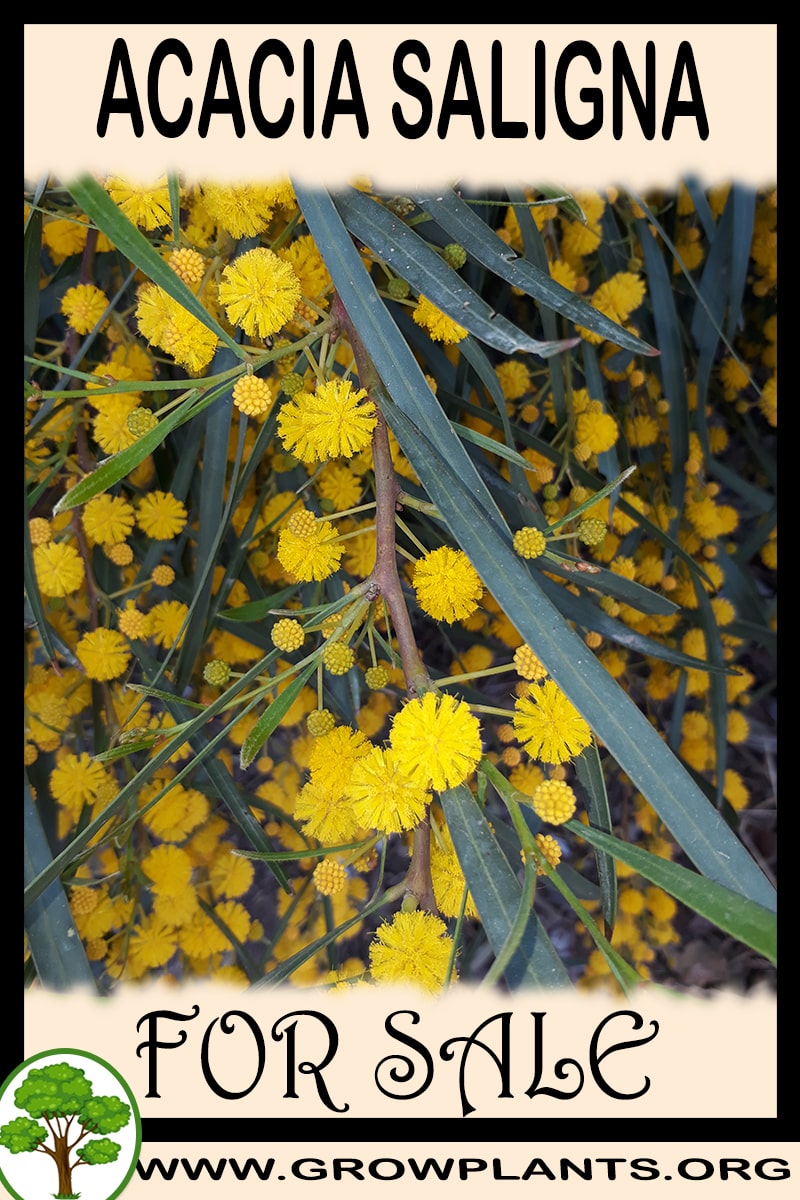 Acacia saligna for sale