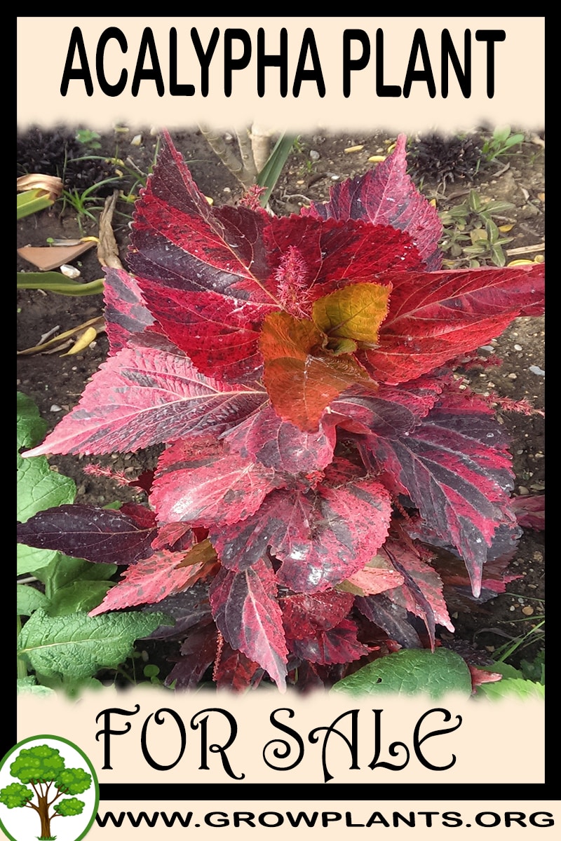 Acalypha for sale