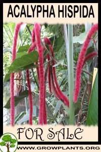 Acalypha hispida for sale
