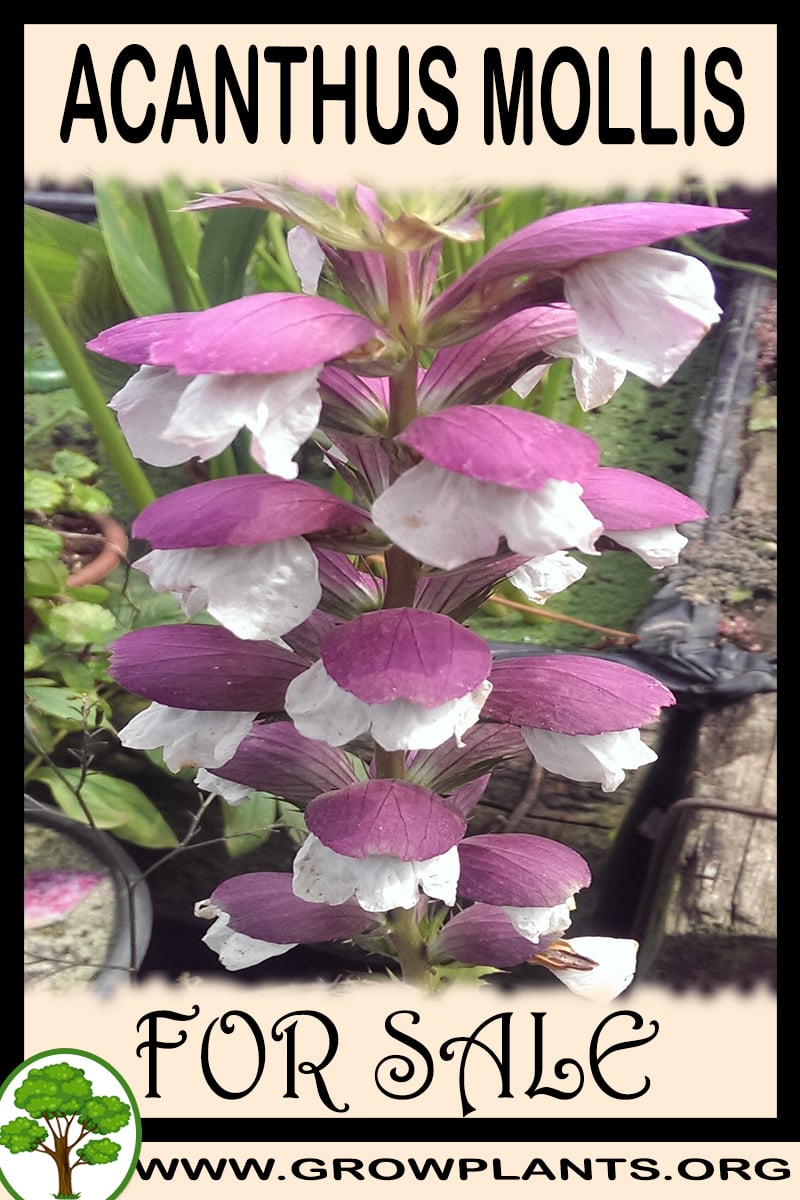 Acanthus mollis for sale