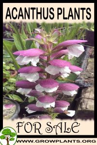 Acanthus plants for sale