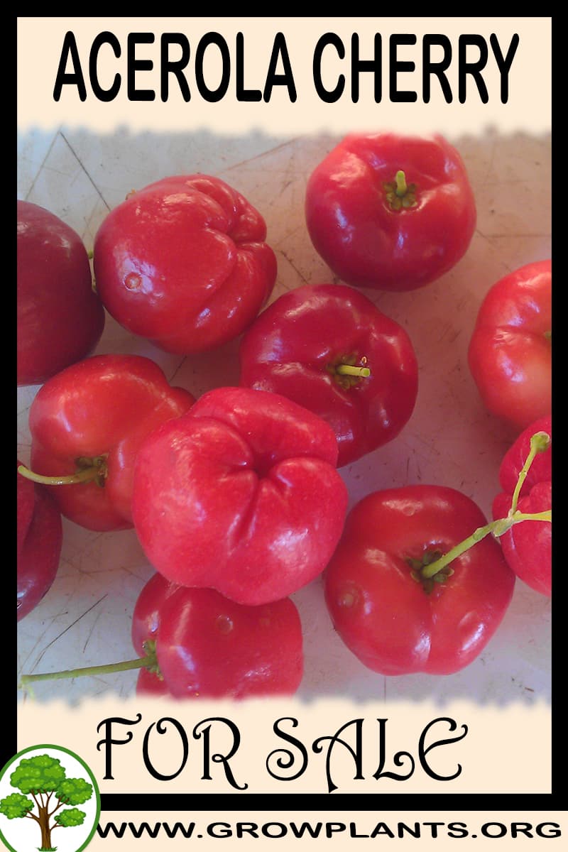 Acerola cherry plant for sale