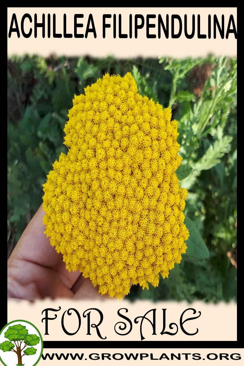 Achillea filipendulina for sale