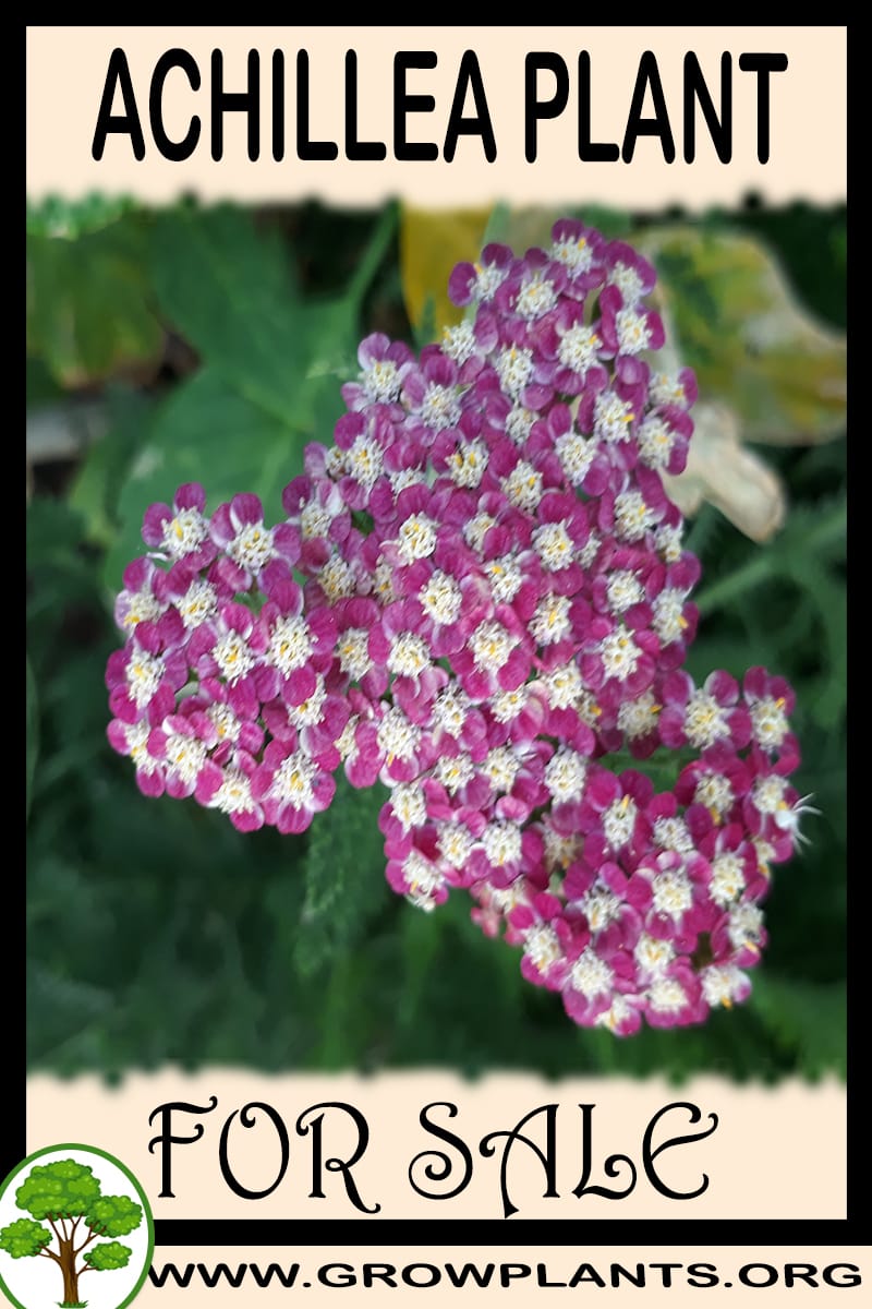 Achillea plants for sale