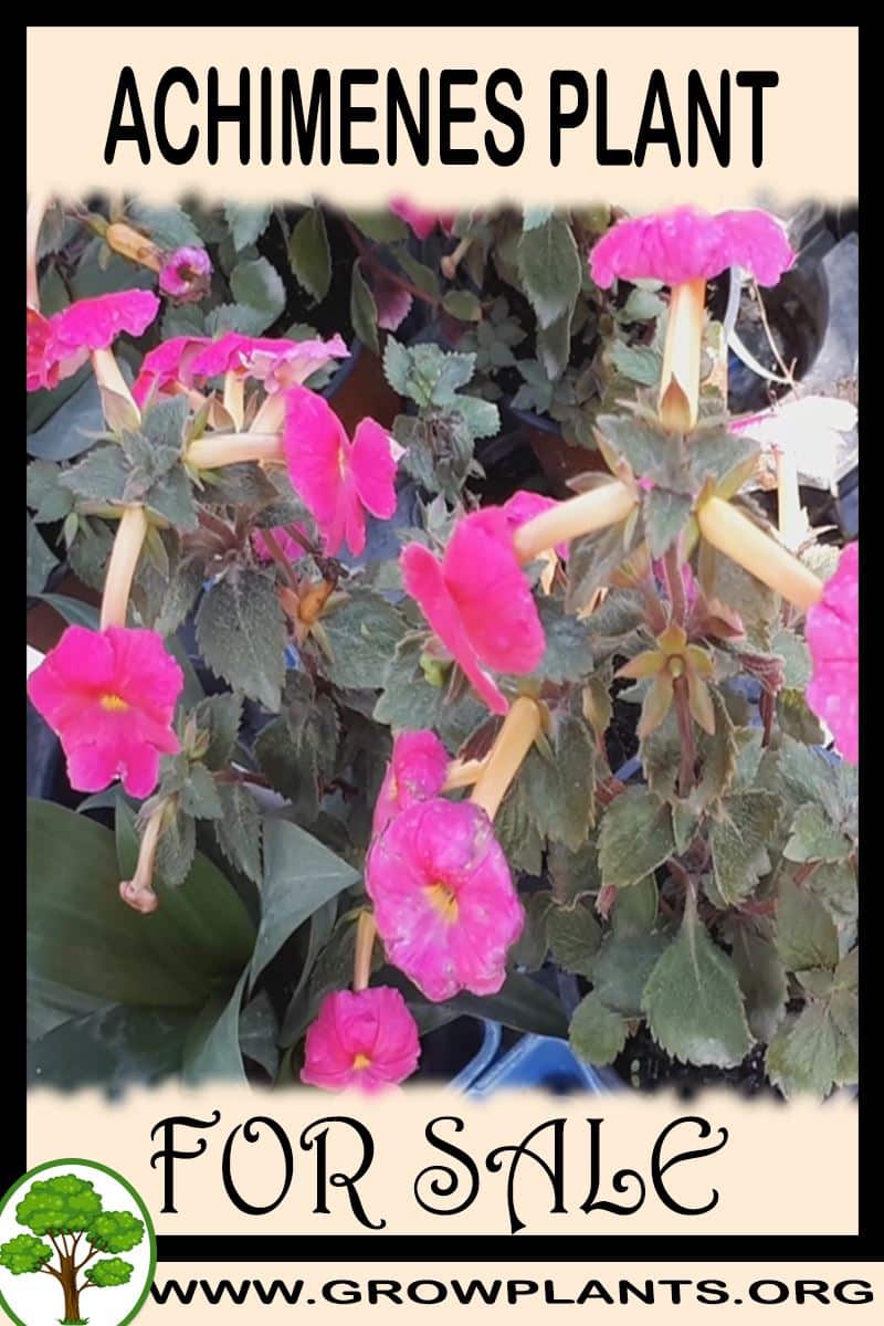 Achimenes for sale