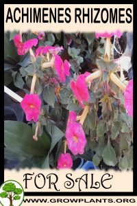 Achimenes rhizomes for sale