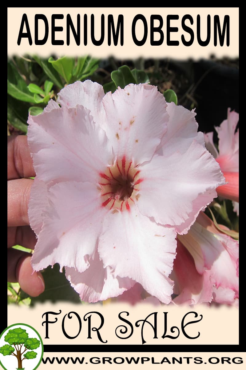 Adenium obesum for sale