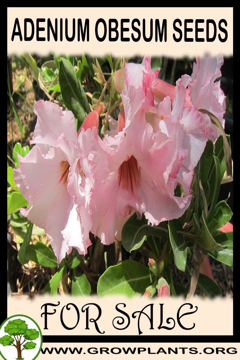 Adenium obesum seeds for sale