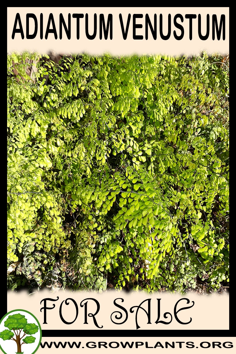 Adiantum venustum for sale