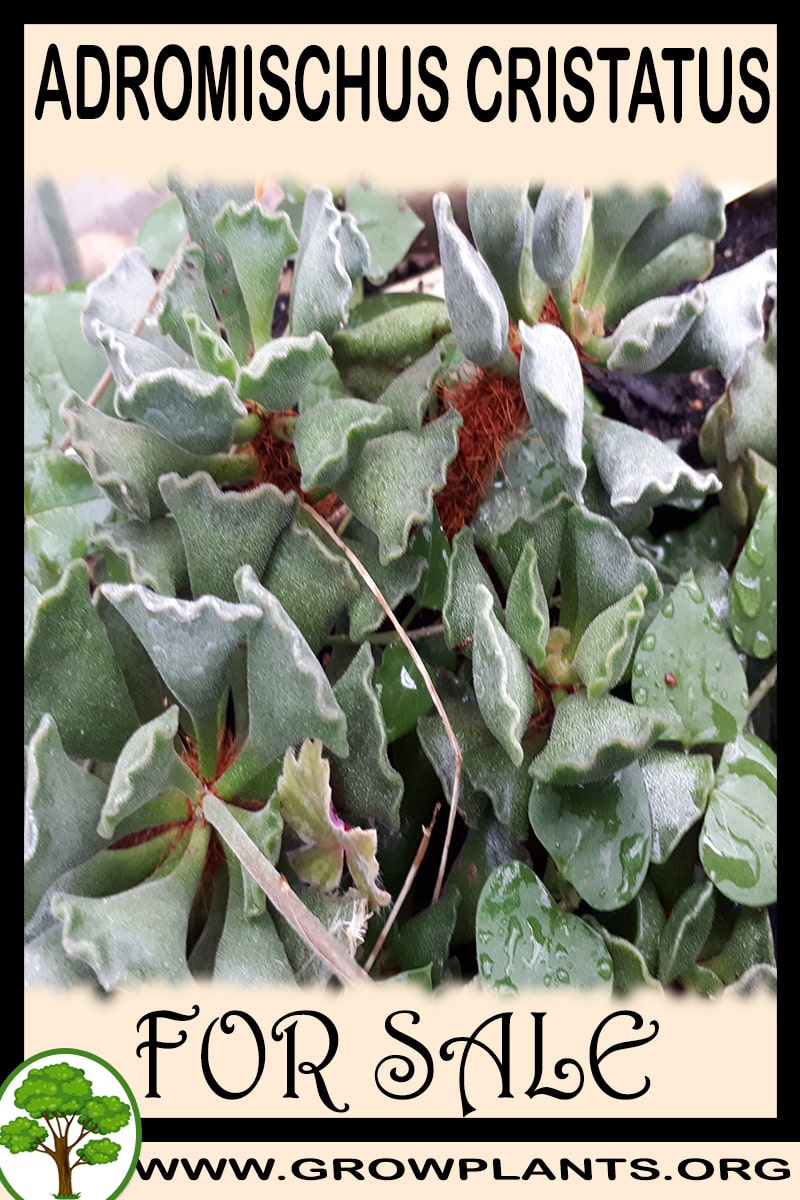 Adromischus cristatus for sale