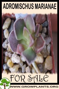 Adromischus marianae for sale
