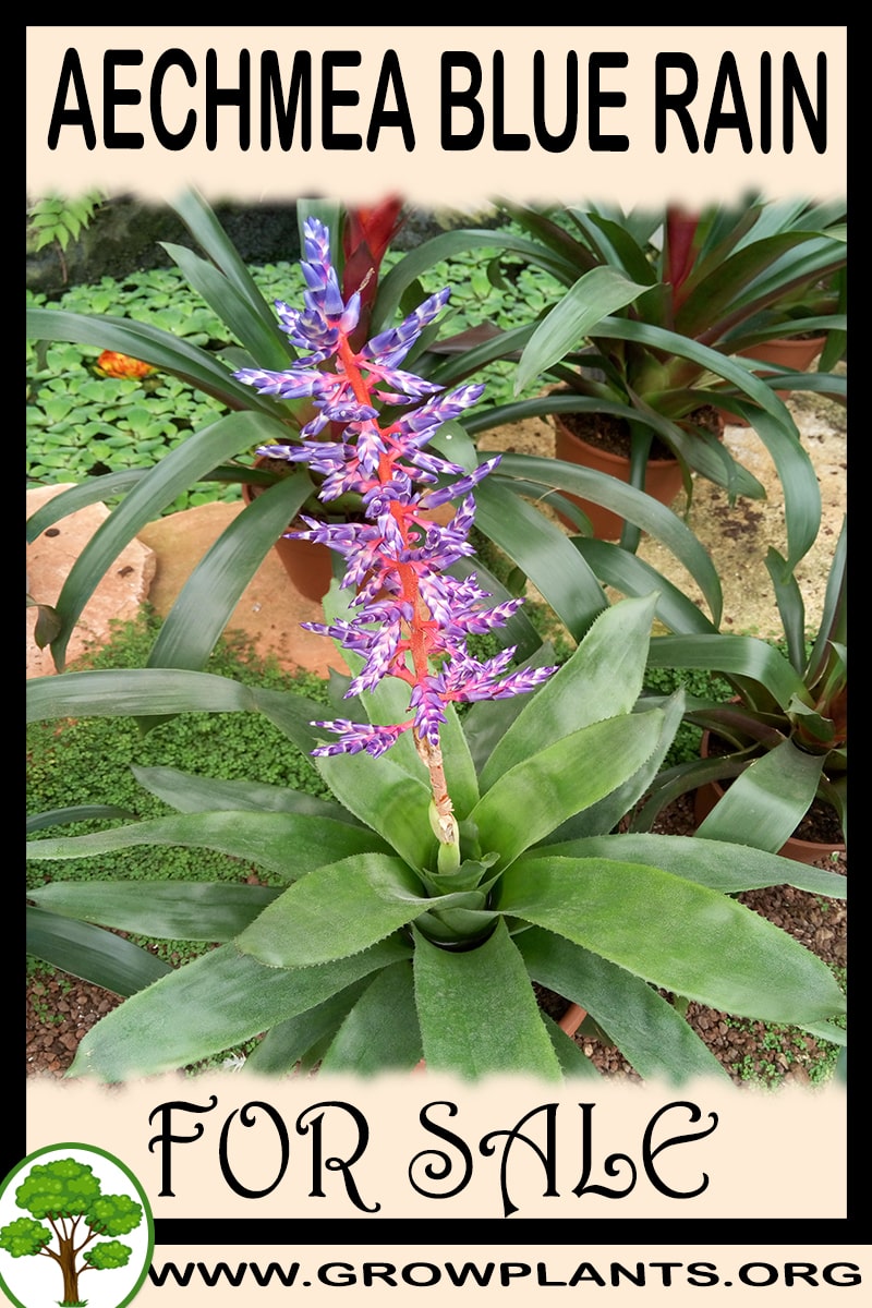 Aechmea blue rain for sale