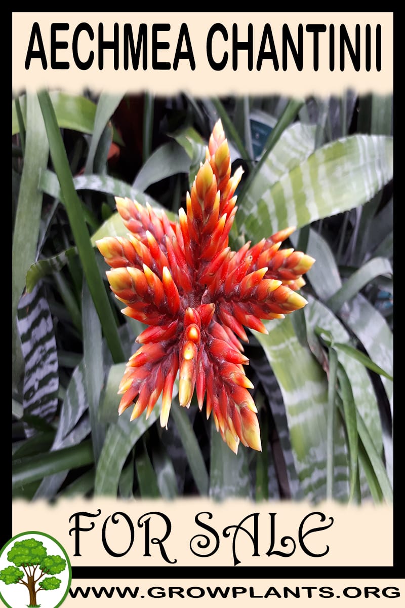 Aechmea chantinii for sale