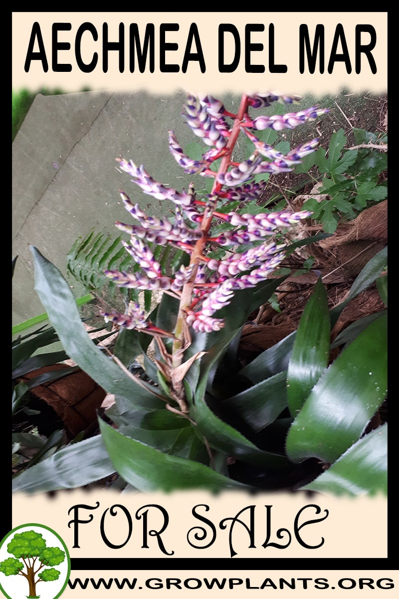 Aechmea del mar for sale