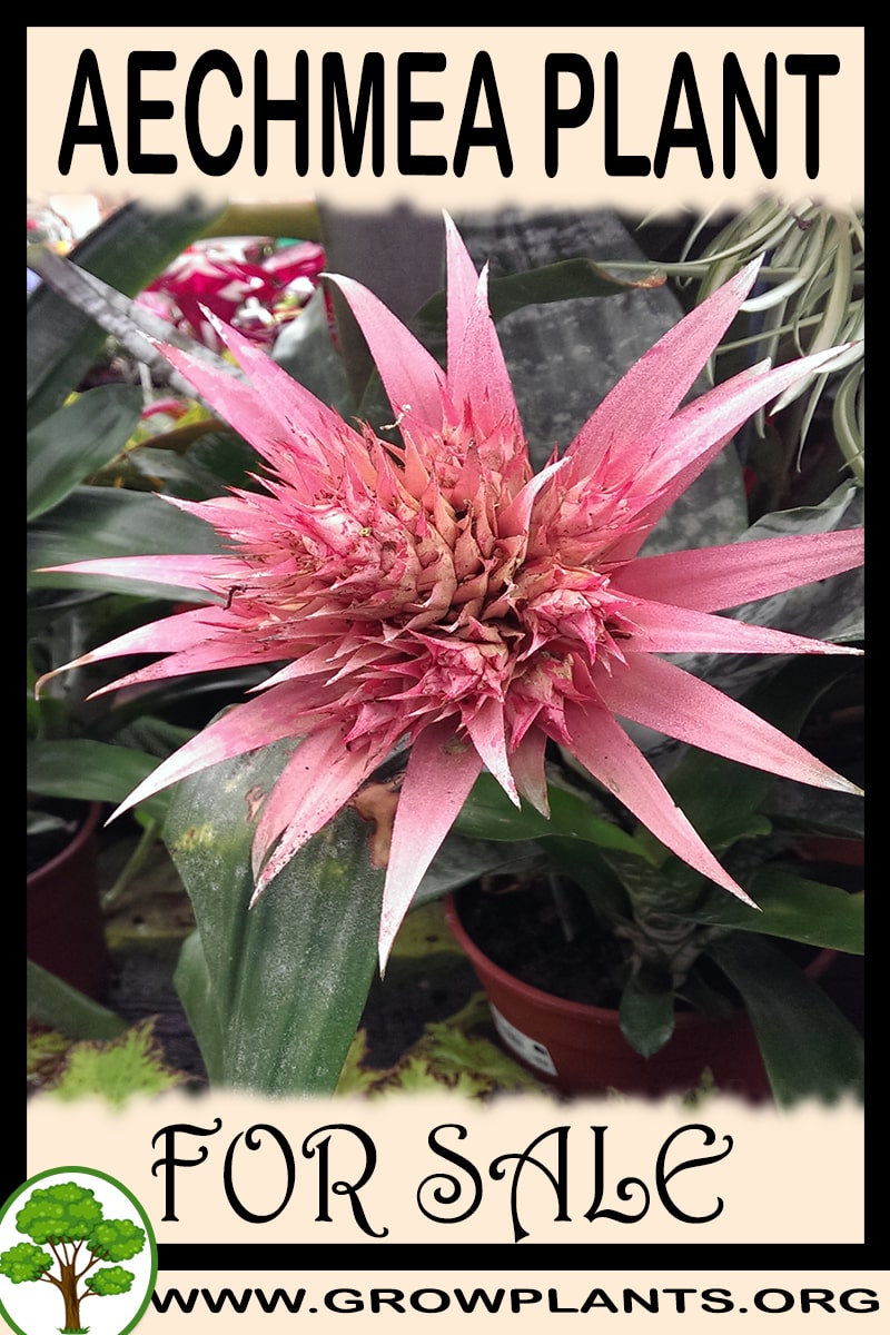 Aechmea for sale