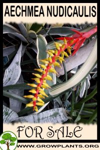Aechmea nudicaulis for sale