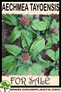 Aechmea tayoensis for sale