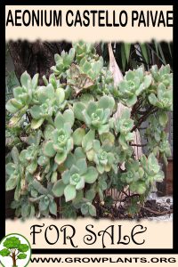 Aeonium castello-paivae for sale