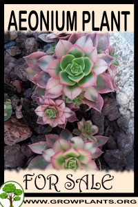 Aeonium for sale