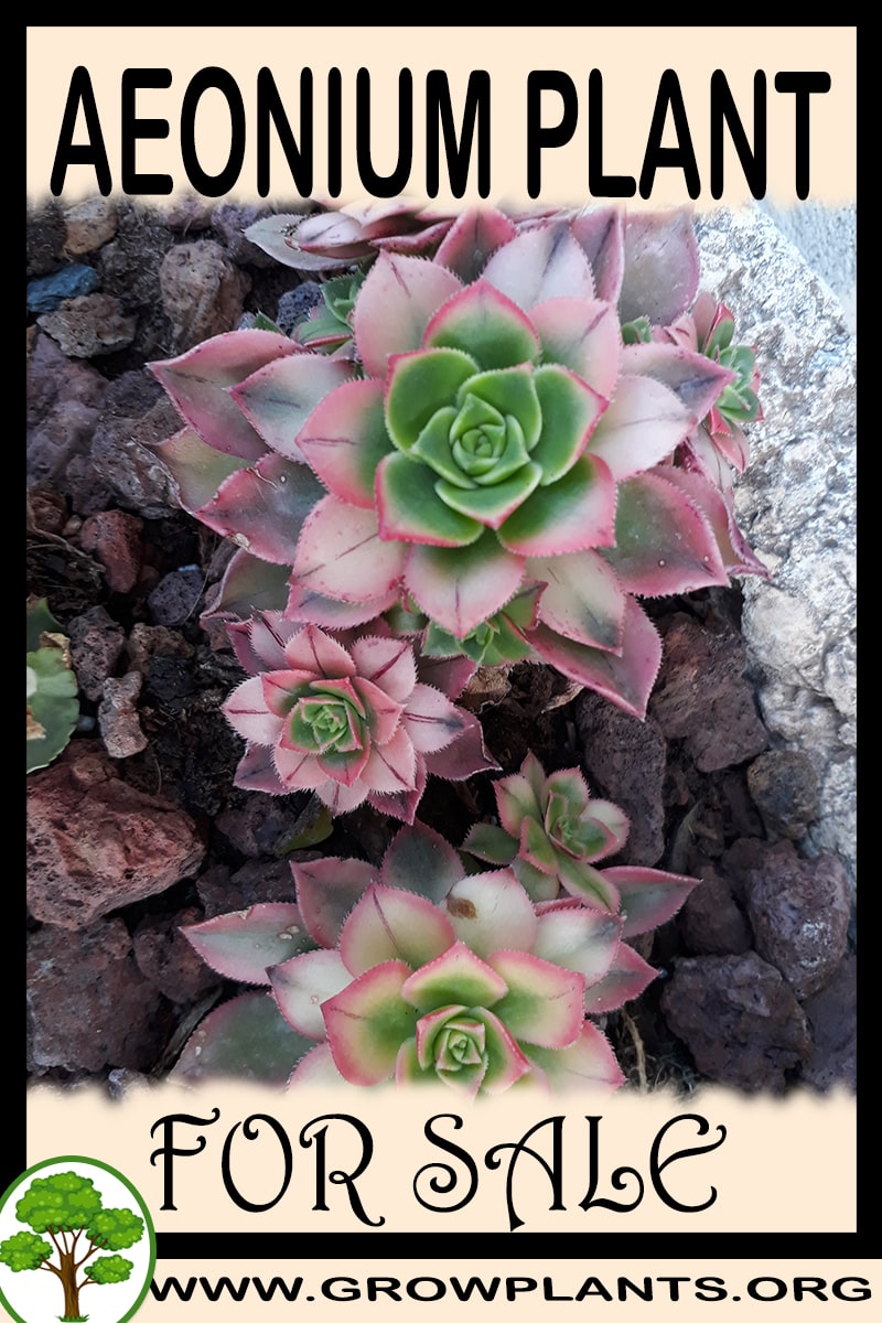 Aeonium for sale
