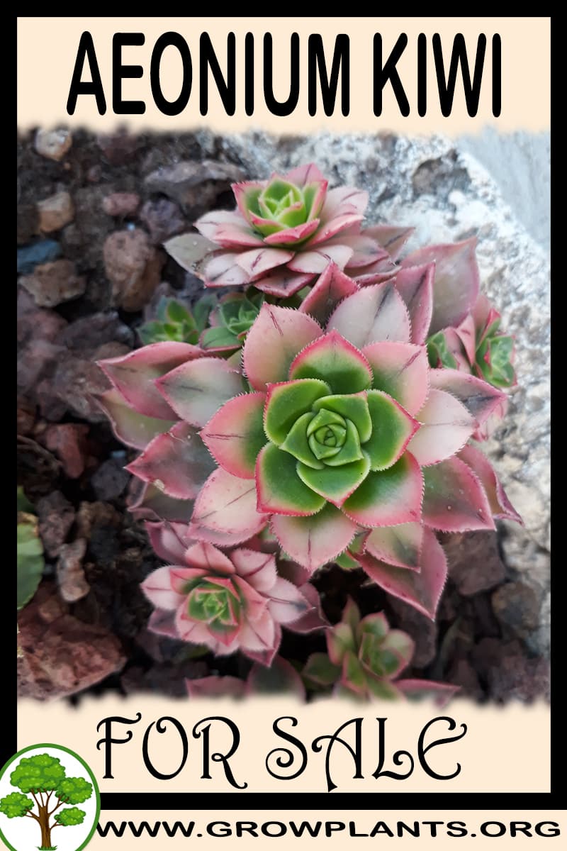 Aeonium kiwi for sale