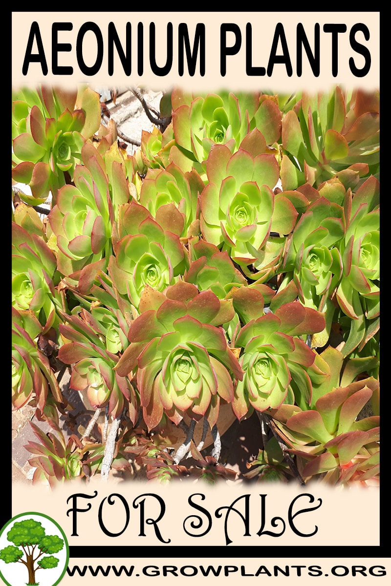 Aeonium plants for sale