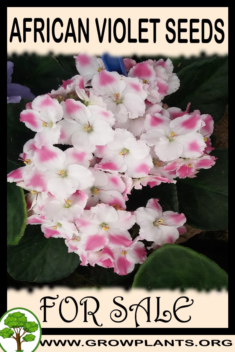 African violet seeds for sale