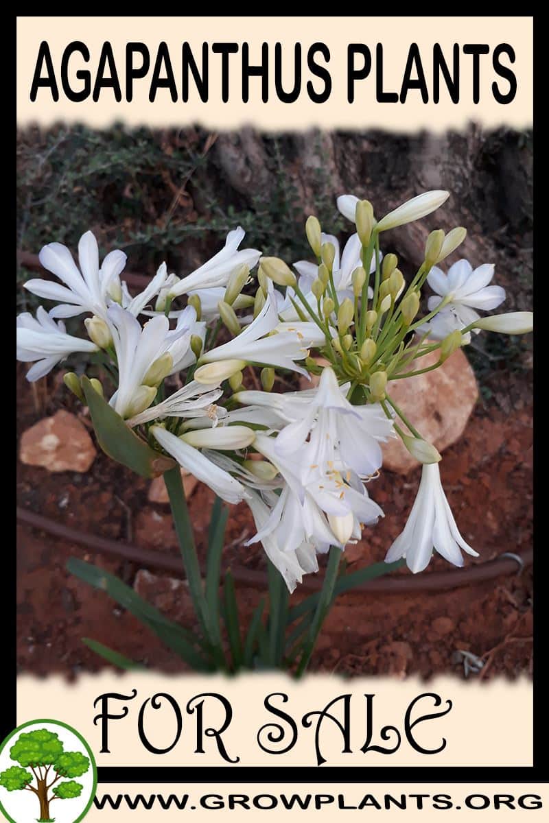 Agapanthus plants for sale