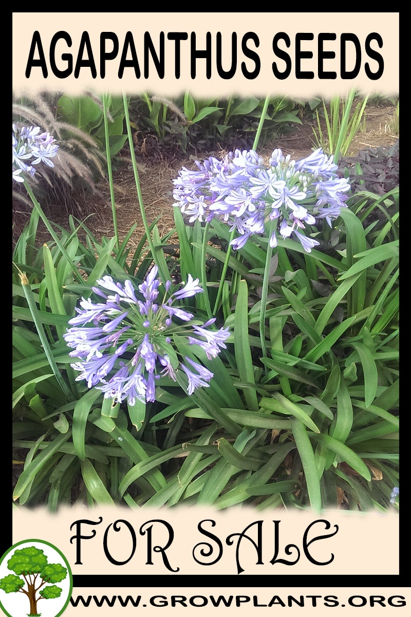 Agapanthus seeds for sale