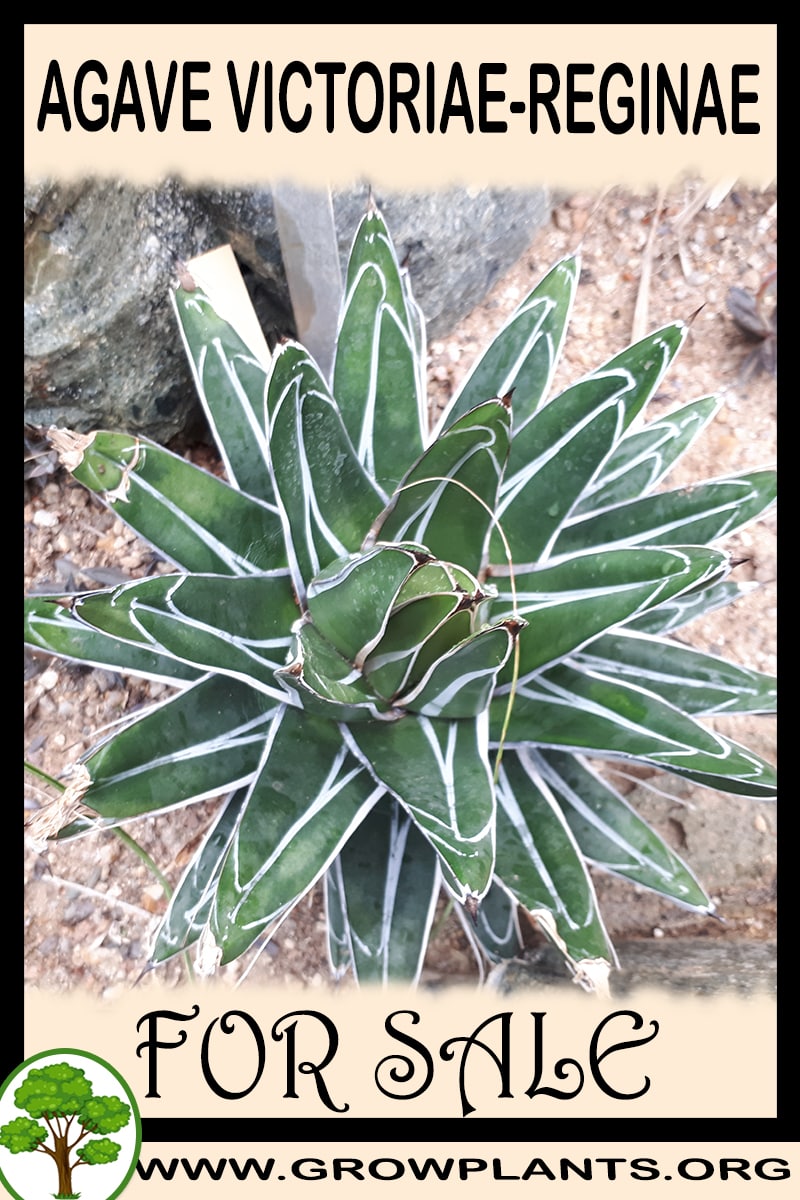 Agave Victoriae-reginae for sale