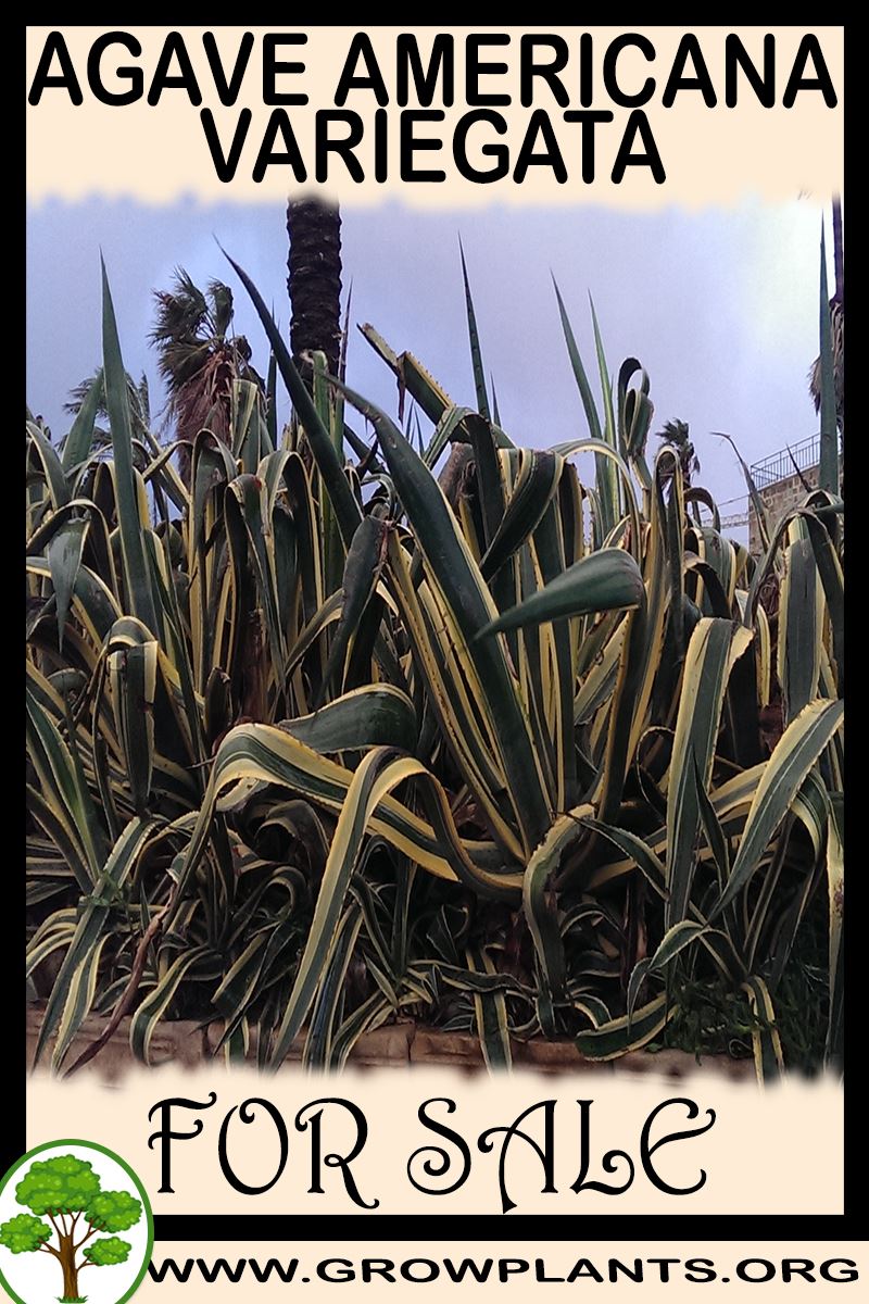 Agave americana Variegata for sale