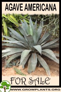 Agave americana for Sale: Pre-Purchase & Growing Guide Agave americana for sale
