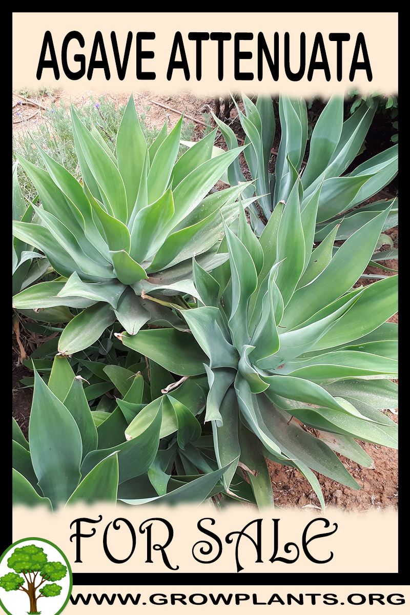 Agave filifera for sale