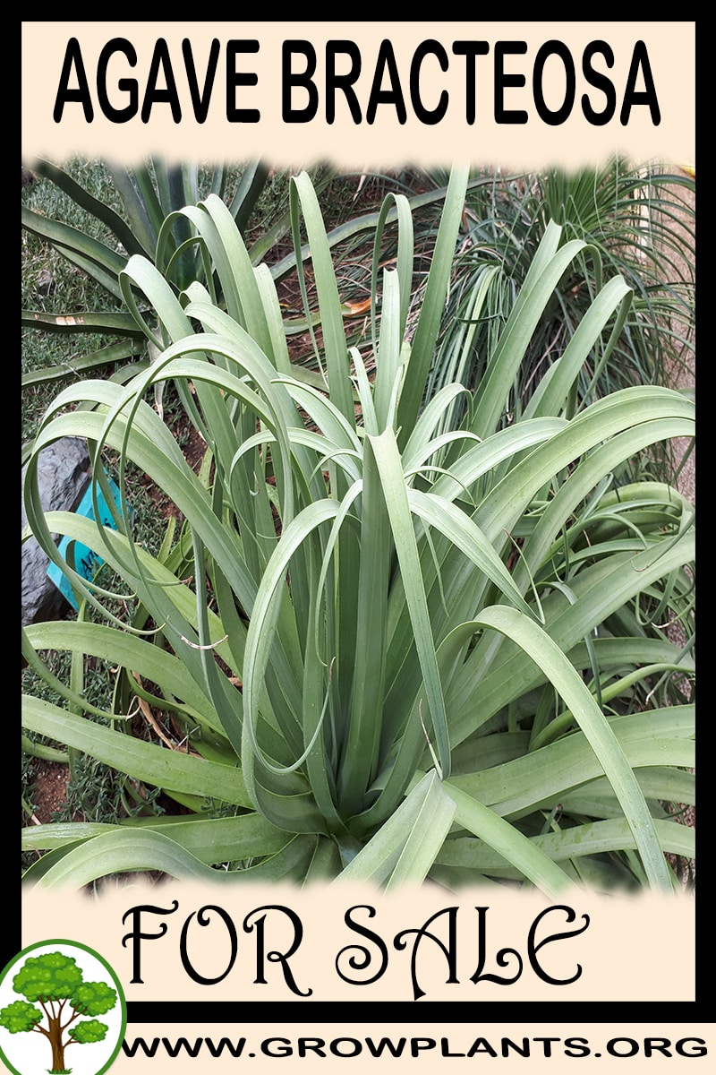 Agave bracteosa for sale