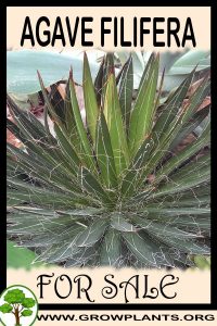 Agave filifera for Sale: Pre-Purchase & Growing Guide Agave filifera for sale