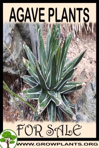 Agave plants for sale