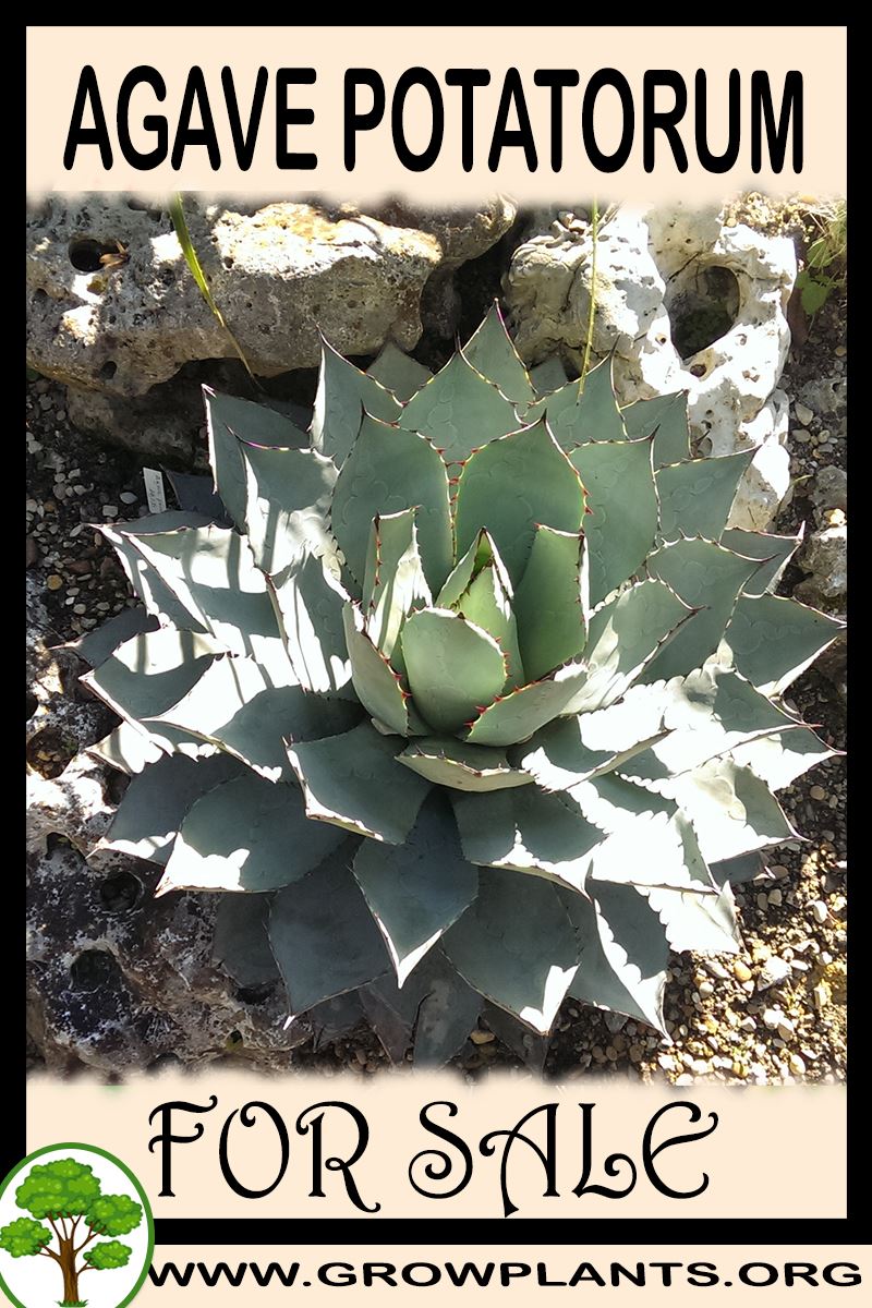 Agave potatorum for sale