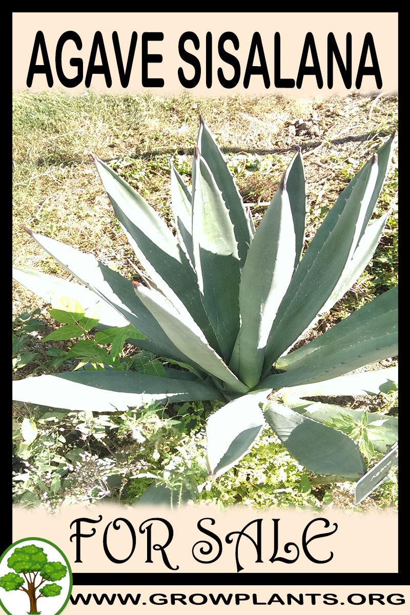Agave sisalana for sale