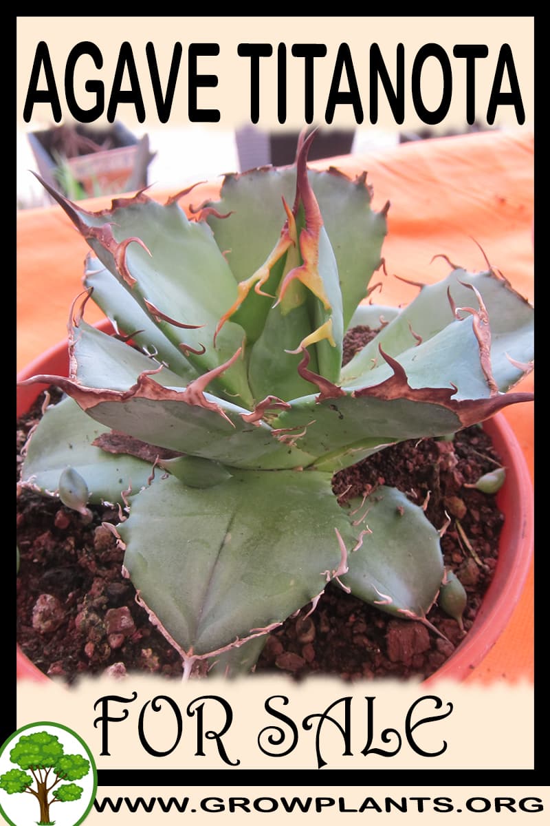 Agave titanota for sale