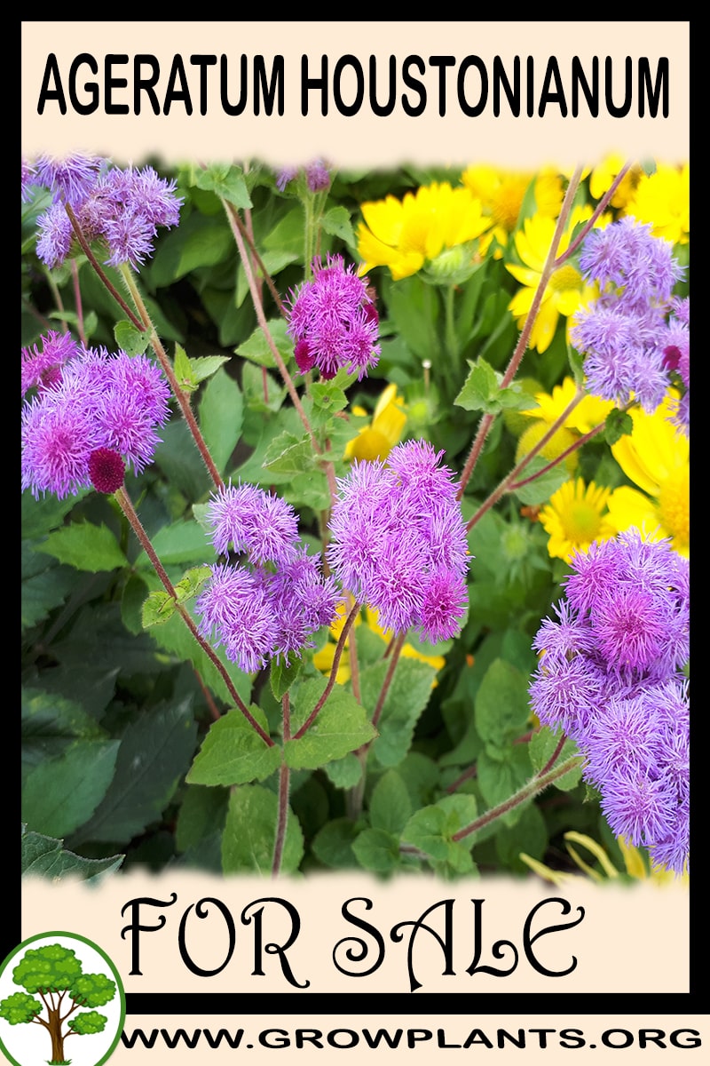 Ageratum houstonianum for sale