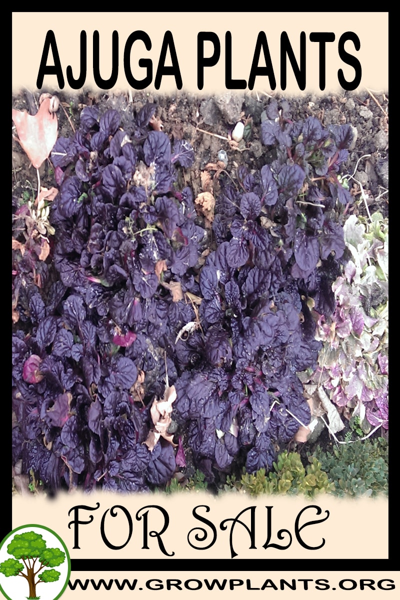 Ajuga plants for sale