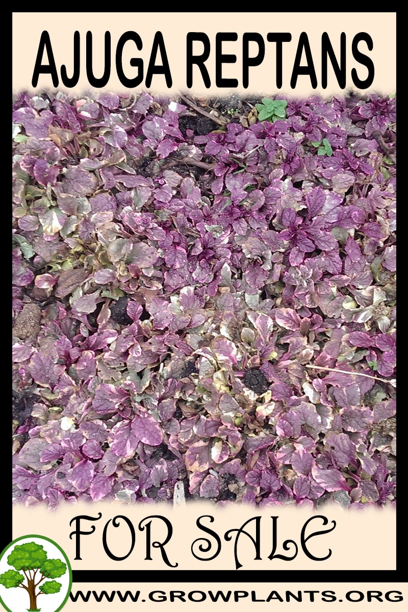 Ajuga reptans for sale