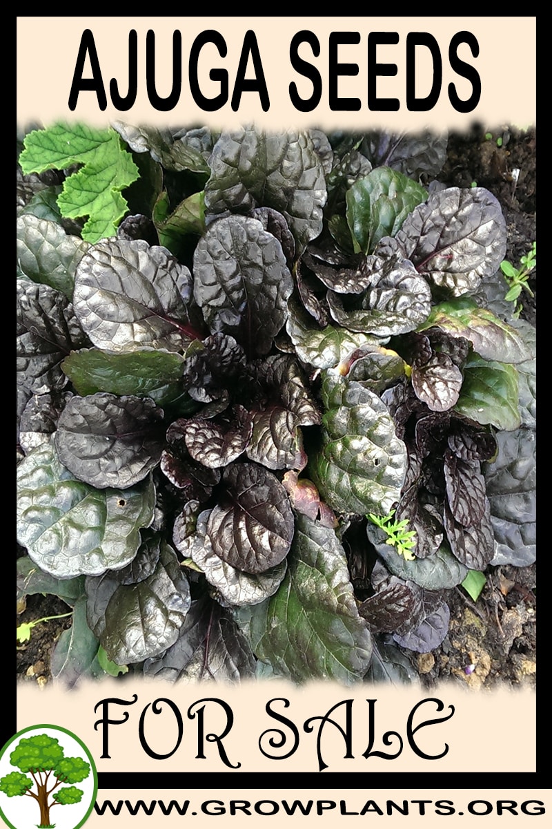 Ajuga seeds for sale